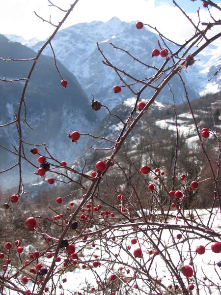 Paysages comestibles à Auris en Oisans à partir du 26 décembre 17 Paysages comestibles à Auris en Oisans à partir du 26 décembre 17