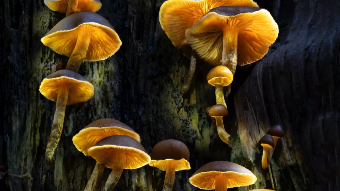 La Forêt Enchantée – Exposition Photo à la CLIK GALLERY