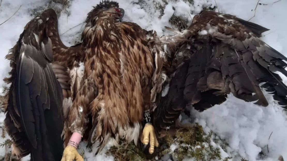 Aigle protégé abattu par des chasseurs : prison et amende requises à Grenoble