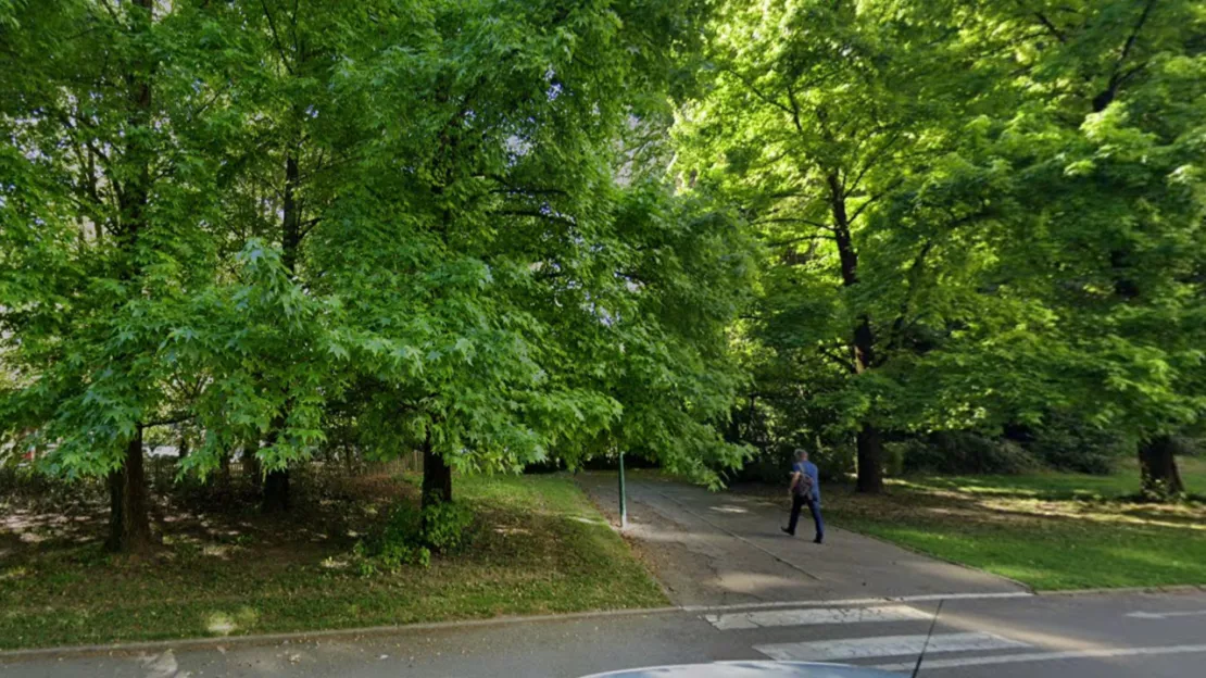 Peupliers de l'Île-Verte : les arbres de la discorde