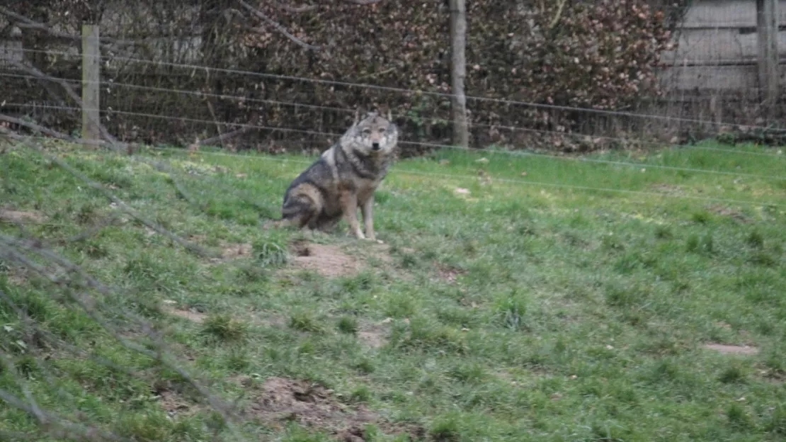 Près de Grenoble : un chien mis en pièces par des loups aux Glovettes