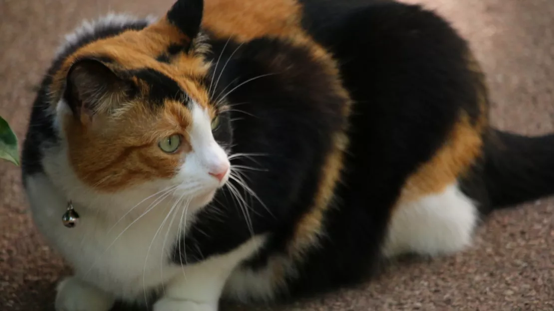 Près de Grenoble : une chatte disparue il y a huit ans va retrouver sa famille