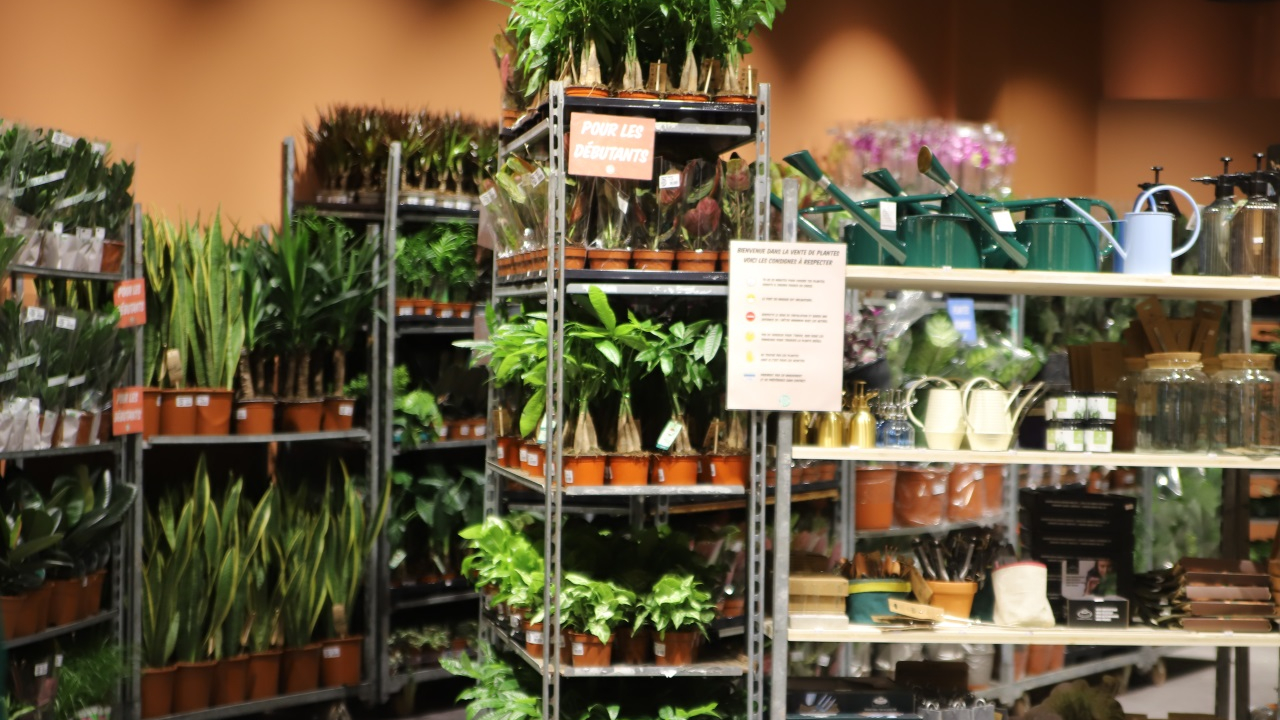 2000 plantes vendues près de Grenoble : découvrez où et quand 2000 plantes vendues près de Grenoble : découvrez où et quand