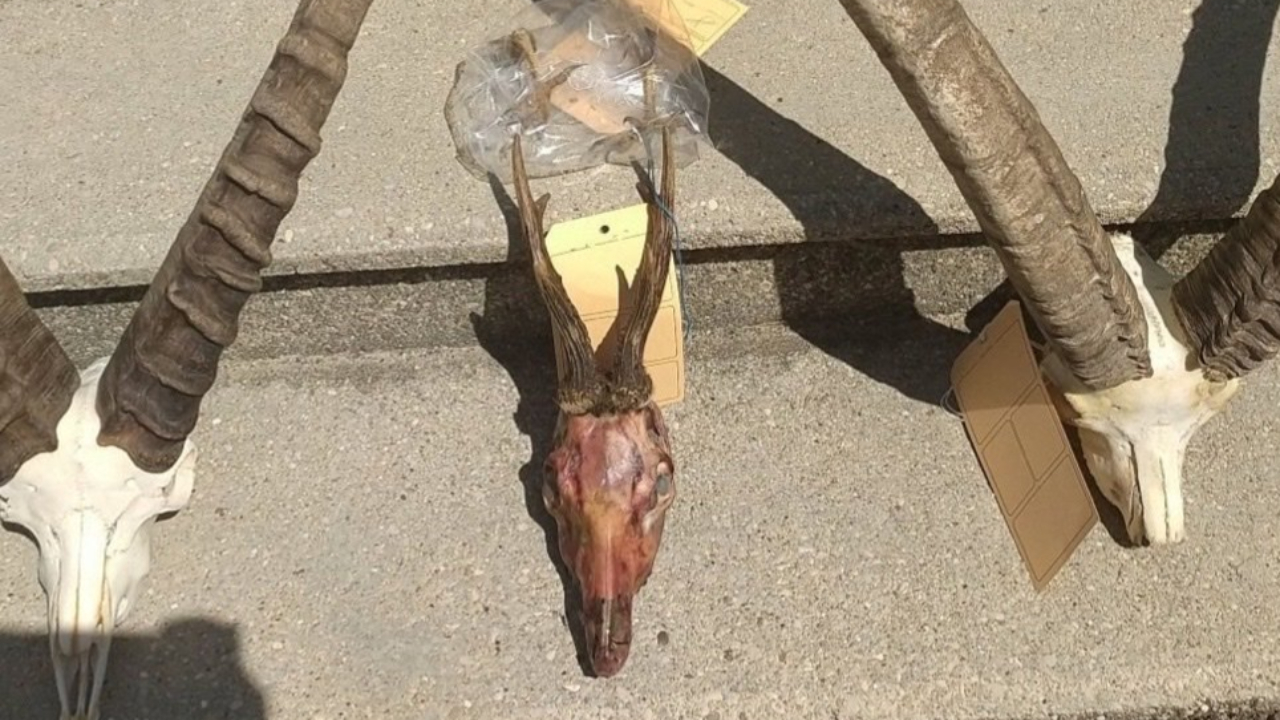 Braconnage au sud de Grenoble : quatre chasseurs seront jug&eacute;s en 2024