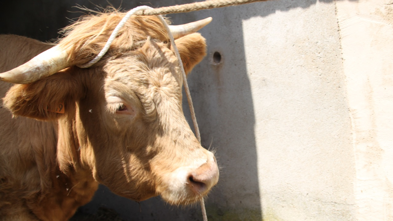 Dermatose nodulaire contagieuse : 31 communes en Isère placées en zone de surveillance