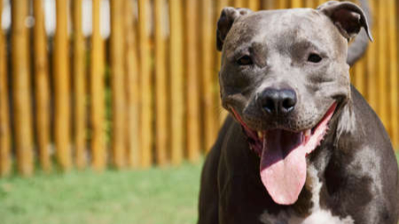 Grenoble : le contrôle tourne mal, un homme laisse ses pitbulls attaquer une policière