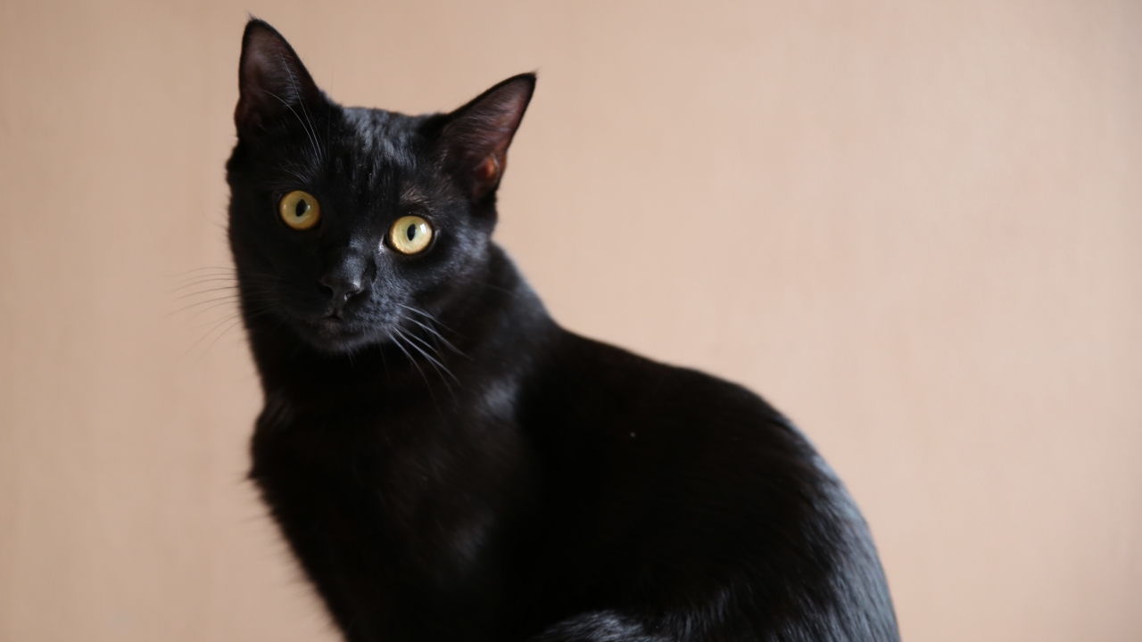 Grenoble, première ville de France qui agit le plus pour les animaux