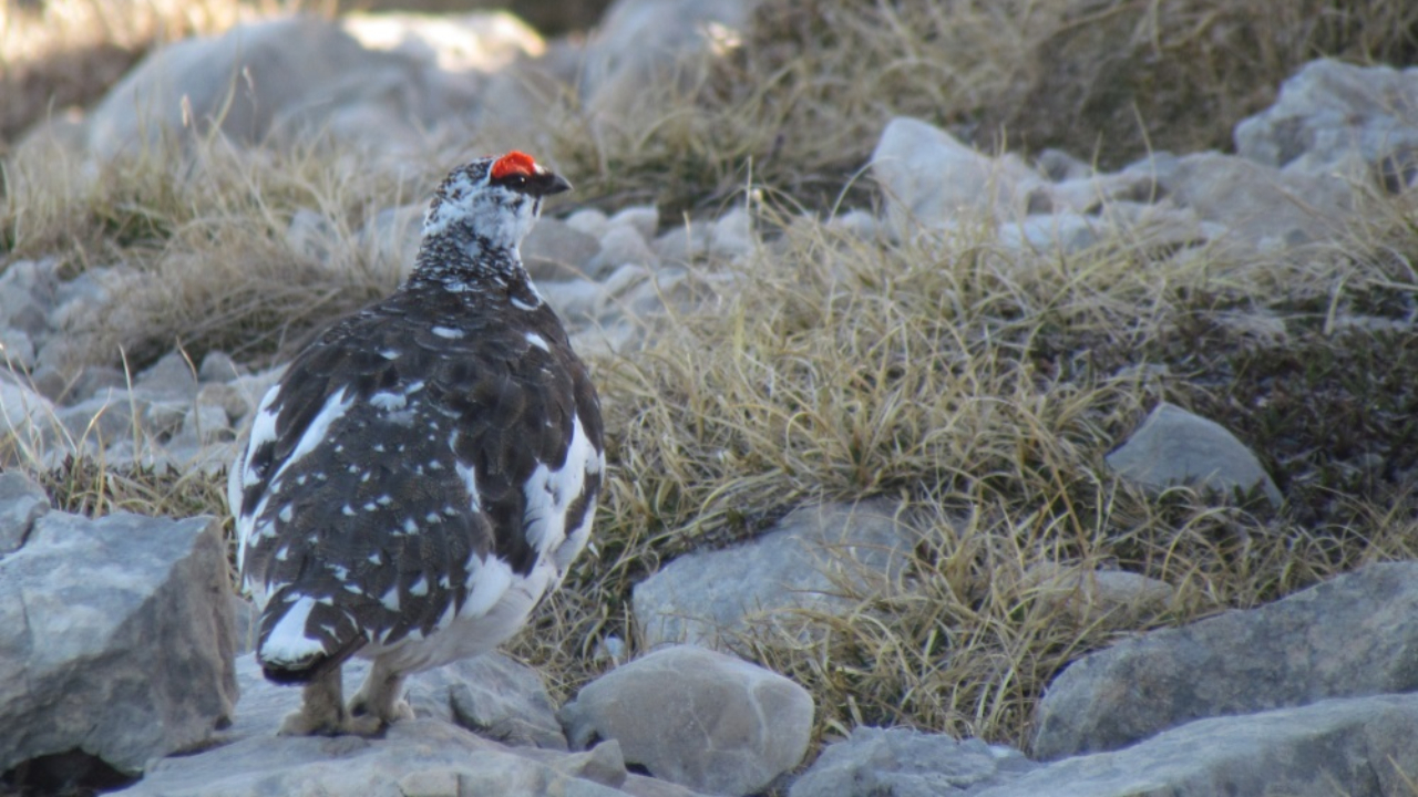 La chasse au Lagopède alpin suspendue dans six communes du massif de Belledonne