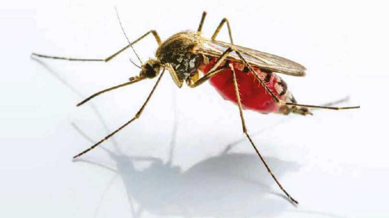 Le chikungunya fait rage en Is&egrave;re, 36 recens&eacute;s dans le d&eacute;partement