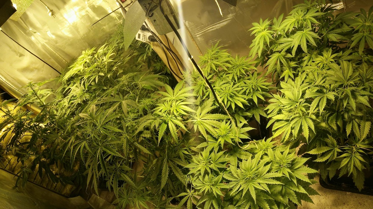 Près de Grenoble : une mère et son fils condamnés à de la prison pour trafic de drogue, le deal leur avait rapporté plus de 150 000 euros