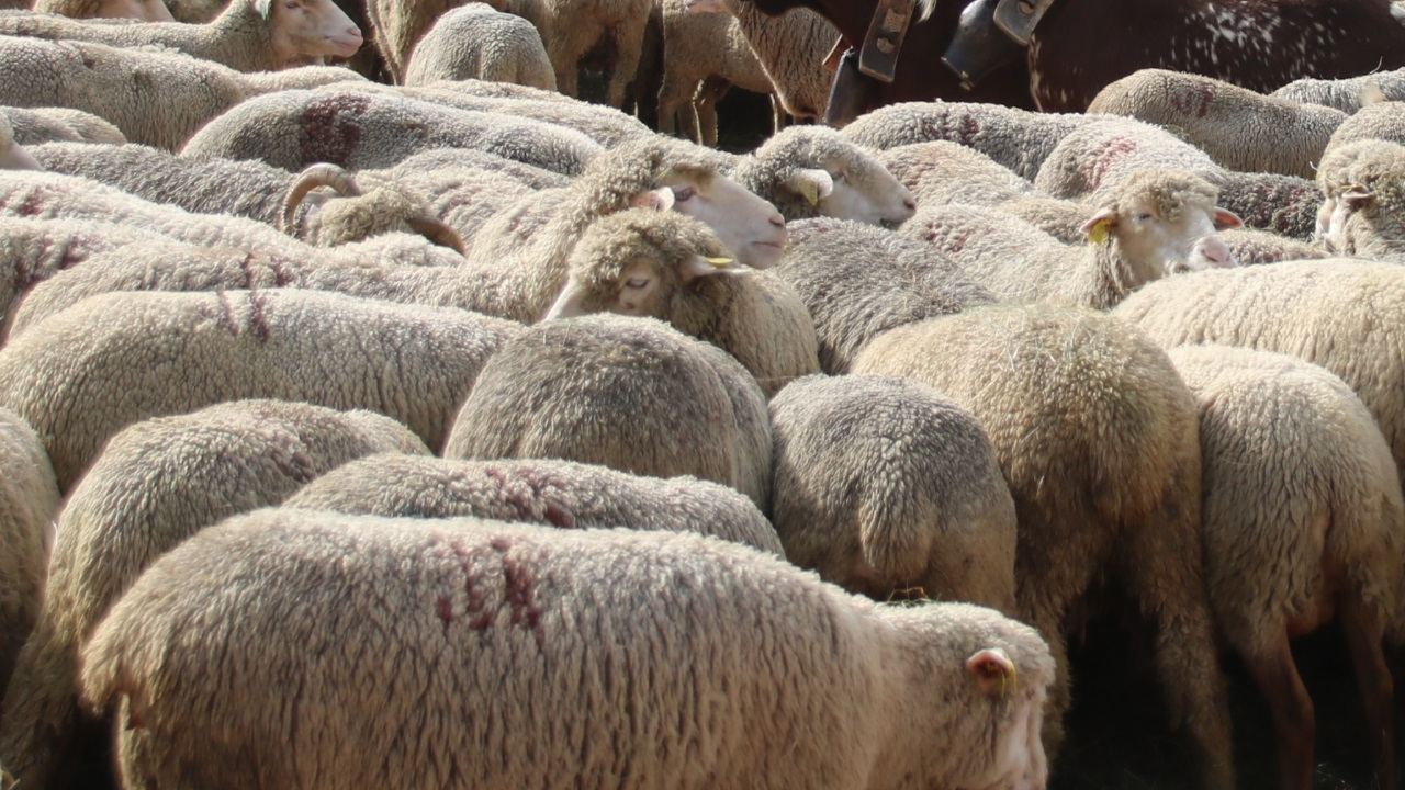 Une grande transhumance va passer près de Grenoble, près de 300 brebis et 200 agneaux sont attendus Une grande transhumance va passer près de Grenoble, près de 300 brebis et 200 agneaux sont attendus