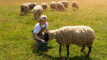 Conditions de travail en alpage : les gardiens de troupeaux de l’Isère dénoncent des “manquements graves”