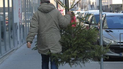 Apr&egrave;s les f&ecirc;tes, 57 points de collecte pour recycler les sapins dans la m&eacute;tropole grenobloise