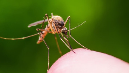 Deux nouveaux cas de chikungunya détectés près de Grenoble : une opération de démoustication programmée Deux nouveaux cas de chikungunya détectés près de Grenoble : une opération de démoustication programmée