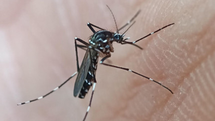 Enquête entomologique ce mercredi : le chikungunya s'implante-t-il près de Grenoble ? Enquête entomologique ce mercredi : le chikungunya s'implante-t-il près de Grenoble ?