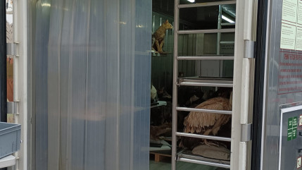 Grenoble : des mites détectées au Muséum, un spécimen n'a pas pu être sauvé Grenoble : des mites détectées au Muséum, un spécimen n'a pas pu être sauvé