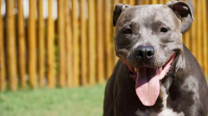 Grenoble : le contrôle tourne mal, un homme laisse ses pitbulls attaquer une policière