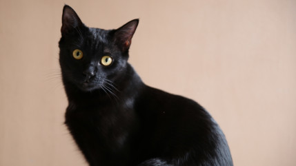 Grenoble, première ville de France qui agit le plus pour les animaux Grenoble, première ville de France qui agit le plus pour les animaux