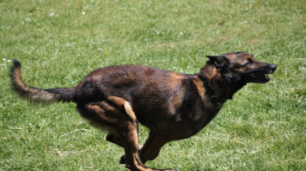 Grenoble : un contrôle tourne mal, un policier mordu par un chien