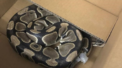 Grenoble : un énorme python fait son apparition dans un immeuble en pleine Fête de la musique