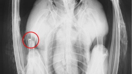 Il tire sur un aigle royal : la LPO porte plainte