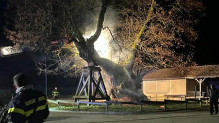 Près de Grenoble : un tilleul de 600 ans incendié, le maire porte plainte