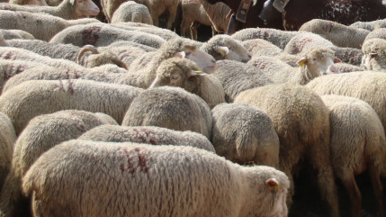 Une grande transhumance va passer près de Grenoble, près de 300 brebis et 200 agneaux sont attendus