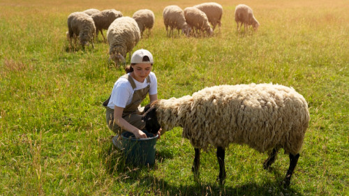 Conditions de travail en alpage : les gardiens de troupeaux de l&rsquo;Is&egrave;re d&eacute;noncent des &ldquo;manquements graves&rdquo;